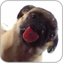 Dog Licker Live Wallpaper FREE