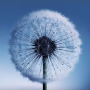 Dandelion Live Wallpaper APK