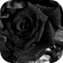 black rose