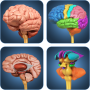My Brain Anatomy
